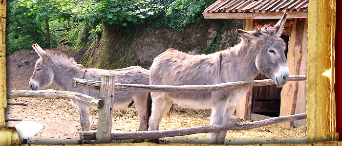 Erlebnisse auf der Tannenburg